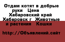 Отдам котят в добрые руки › Цена ­ 50 - Хабаровский край, Хабаровск г. Животные и растения » Кошки   